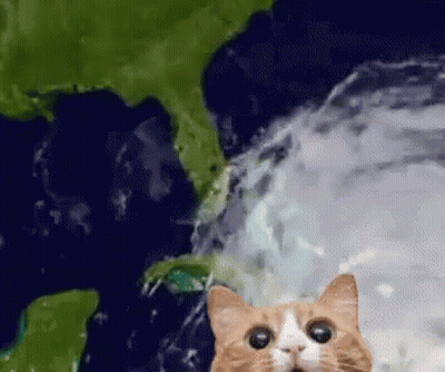 Cat Looking At Camera With Earth Map GIF