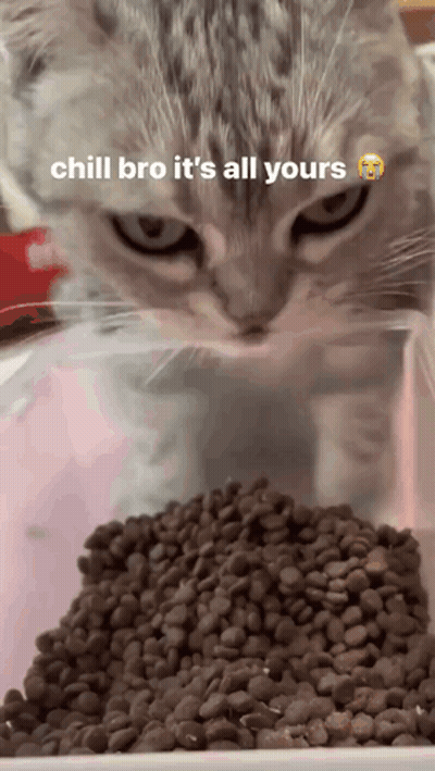 Cat Looking At Cat Food Saying Chill Bro It's All Yours GIF