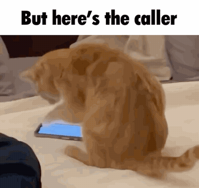Cat Looking At Cell Phone With Callers GIF