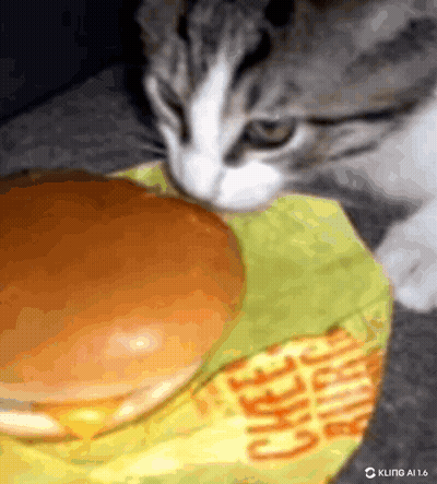 Cat Looking At Cheeseburger GIF