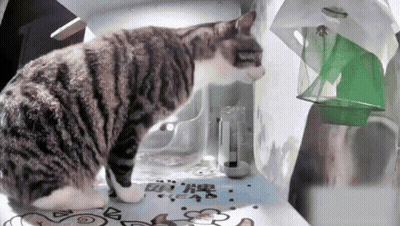 Cat Looking At Container With Chinese Writing GIF