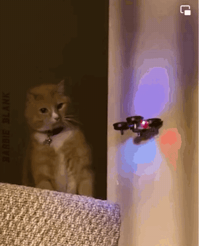 Cat Looking At Drone Flying On Wall GIF