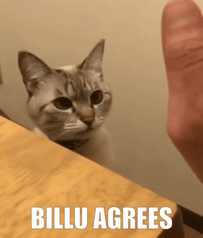 Cat Looking At Finger Saying Billu Agrees GIF