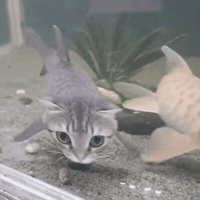 Cat Looking At Fish In Tank GIF