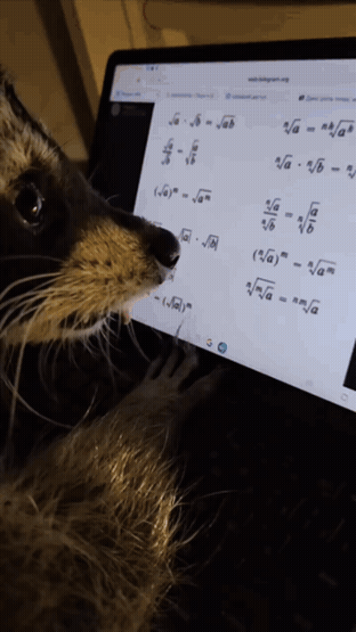 Racoon GIFs