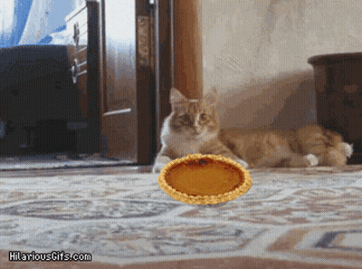 Cat Looking At Pie Hilariousgifs GIF