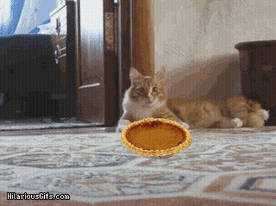 Cat Looking At Pie On Floor Hilariousgifs GIF
