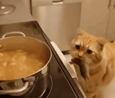 Cat Looking At Pot Of Soup On Stove GIF