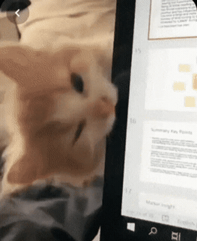 Cat Looking At Tablet With Number 17 GIF