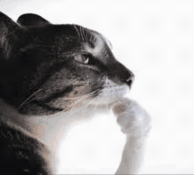 Cat Looking At Thought Bubble With Lizard GIF
