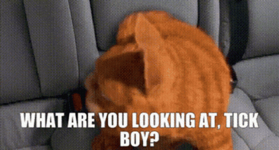 Cat Looking At Tick In Car Seat GIF