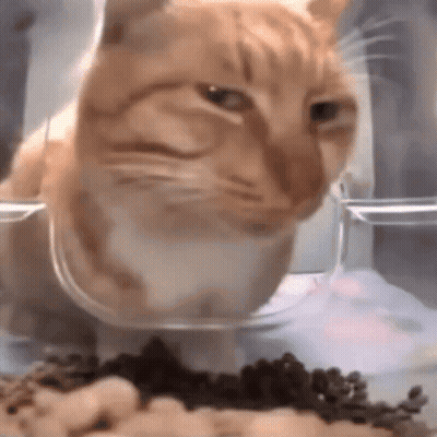 Cat Looking Close Up GIF