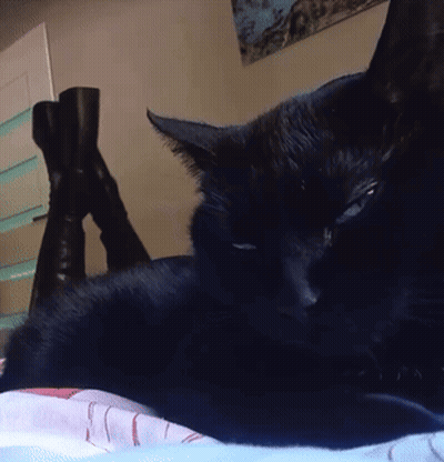 Cat Looking GIF