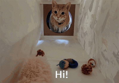Cat Looking Out Of Cardboard Box Saying Hi GIF