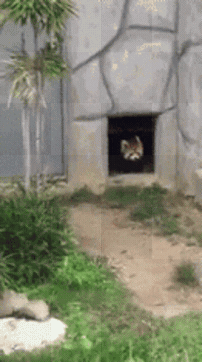 Cat Looking Out Of Hole In Rock Wall GIF