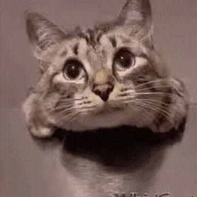 Cat Looking Out Of Hole In Wall GIF