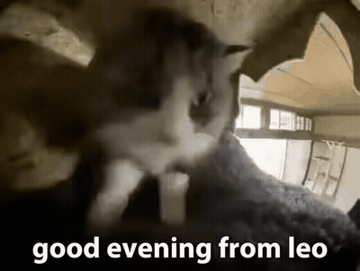 Cat Looking Out Of Hole Saying Good Evening From Leo GIF
