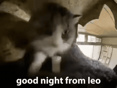 Cat Looking Out Of Hole Saying Good Night From Leo GIF