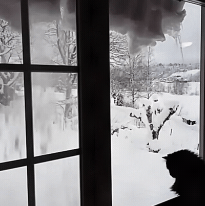 Cat Looking Out Window At Snow GIF