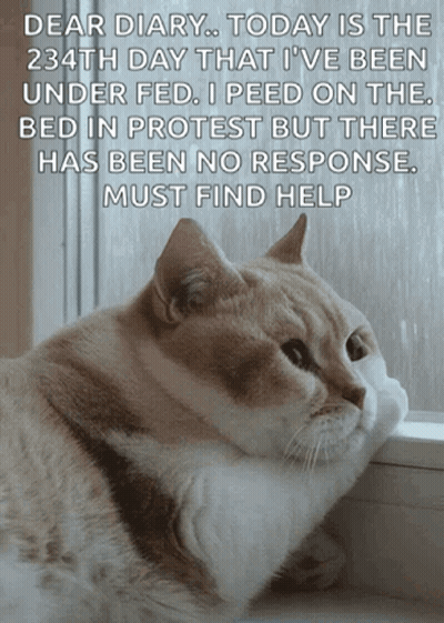 Cat Looking Out Window Dear Diary GIF