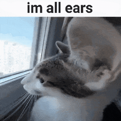 Cat Looking Out Window Im All Ears GIF