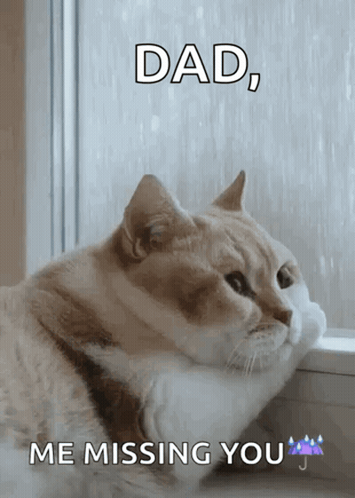 Cat Looking Out Window Missing Dad GIF