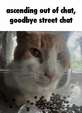 Cat Looking Out Window Next To Coffee Beans GIF