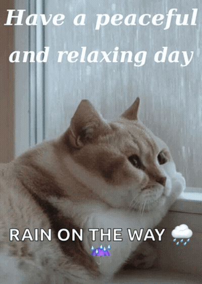 Cat Looking Out Window Rain On Way GIF