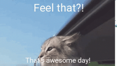 Cat Looking Out Window Saying Feel That Awesome Day GIF
