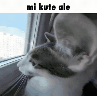 Cat Looking Out Window Saying Mi Kute Ale GIF