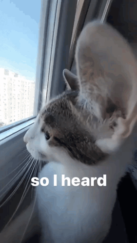 Cat Looking Out Window Saying So I Heard GIF
