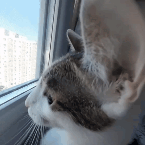 Cat Looking Out Window With Building Background GIF