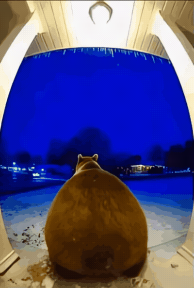 Cat Looking Out Window With Horseshoe GIF