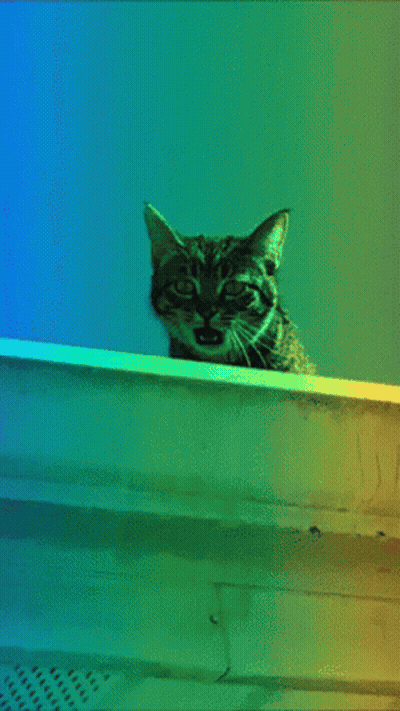 Cat Looking Over Rainbow Ledge GIF