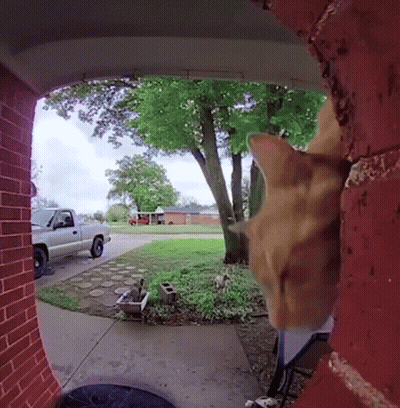 Cat Looking Through Doorway At Parked Truck GIF