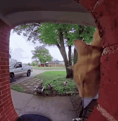 Cat Looking Through Doorway At Truck GIF