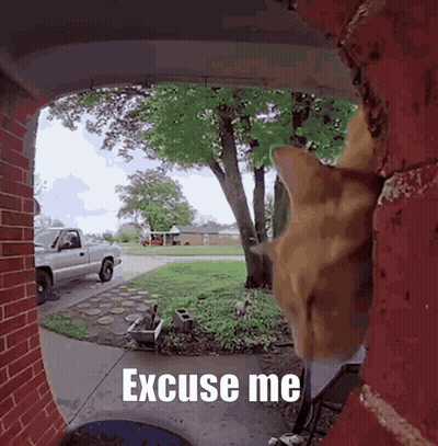 Cat Looking Through Doorway Saying Excuse Me GIF