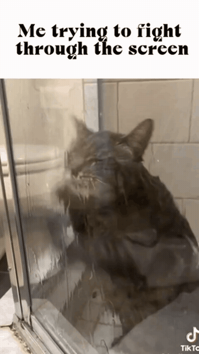 Cat Looking Through Shower Door Me Trying To Fight Through The Screen GIF