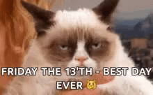 Cat Looking Tired Friday The 13Th GIF