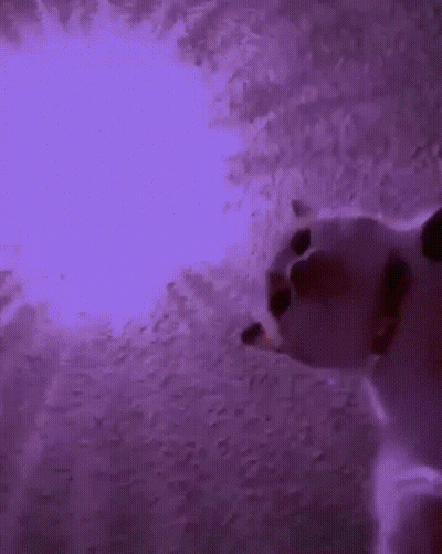 Cat Looking Up At Purple Light GIF
