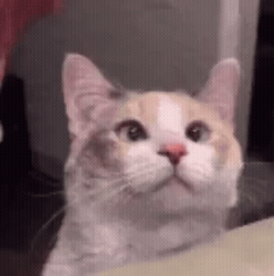 Cat Looking Up Close GIF