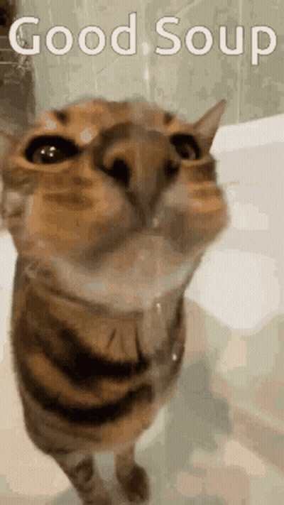 Cat Looking Up Saying Good Soup GIF