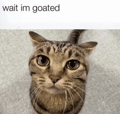 Cat Looking Up Saying Wait Im Goated