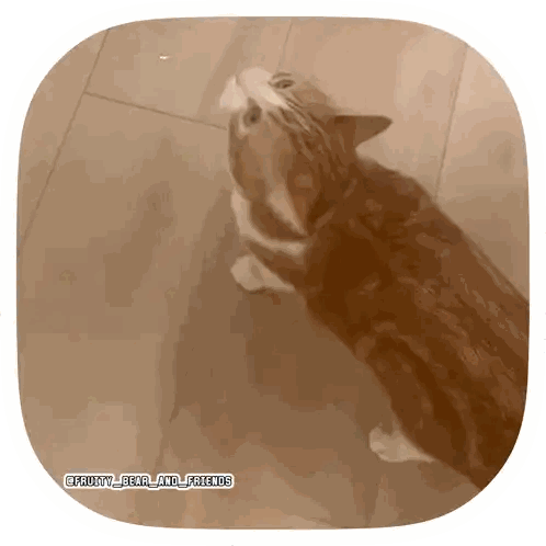 Cat Looking Up With Funny Bear Caption Sticker