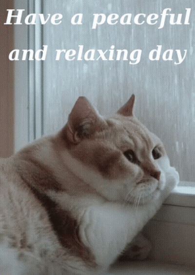 Cat Looking Window Says Have Peaceful And Relaxing Day GIF