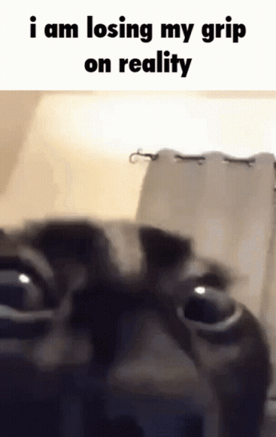 Cat Losing Grip On Reality GIF