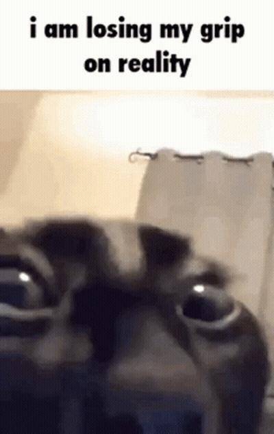 Cat Losing Grip On Reality GIF
