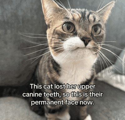 Cat Lost Her Upper Canine Teeth