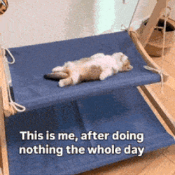 Cat Lounging GIF