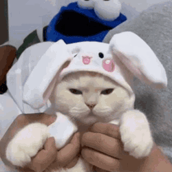 Cat Love GIF